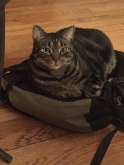 chubbycattumbling:He thinks if he lays on my backpack that I