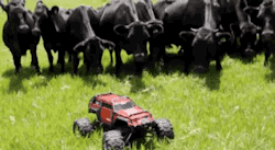 gifsboom:  Video: Cows chasing a RC car around a field