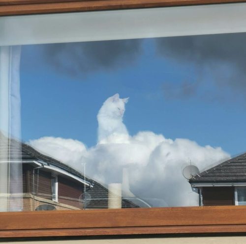 catasters:    This cat looking out the window…  