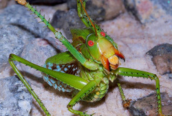 fagozoid