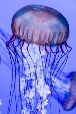  Jelly | © | S.L.Δ.ß.