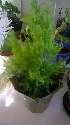 I found the coolest looking fern at Kings Soopers today. It’s