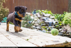 aplacetolovedogs:  New Rottweiler Puppy  A friend’s adorable