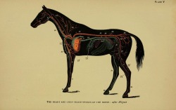 nemfrog:  Plate V. The heart and chief blood vessels of the horse.