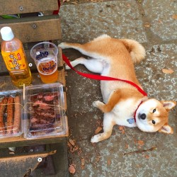 sasaq:  @the_shiba_mogu | Websta (Webstagram)