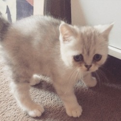 animalsdancing:  6.5 hours until I see this sad little cutie,