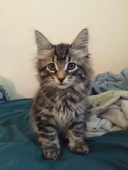 awwww-cute:  Meet my new handsome kitty Titan (Source: http://ift.tt/1VCuXHr)