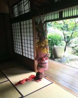 thevertigonetwork: Kinbaku Kinoko HajimeModel Momose Yuri 