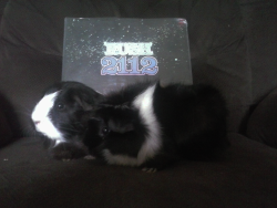 guineapiggies:  We are the pigs, of the Temples of Syrinx! Submitted