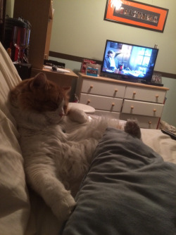 afunnypicture:  Ladies and gents, my cat. http://ift.tt/1quobAC