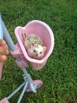 Hedgehog!