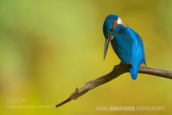 superbnature:  Kingfisher by alciono http://ift.tt/1P7c89y 