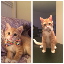 awwww-cute:  He finally grew into that bow tie 