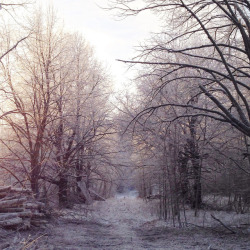 arctic-bramble:  Winter in Finland. This is where I live and