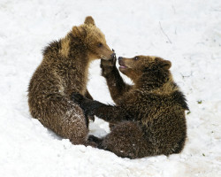 magicalnaturetour:  Tender young bears? by Tambako the Jaguar