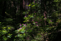 steepravine:  Pink Rhododendrons And Dark Redwood Forest(Mendocino,