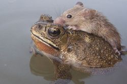 cupfullofjoy:  phototoartguy:  Frog saves rat from drowning as