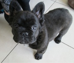 cuteanimalspics:  Ever wonder what a long haired frogdog would