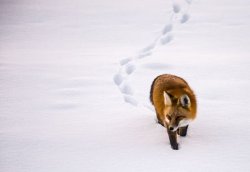 thelittleredfox:Searching by Mark Leddra 