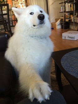 skookumthesamoyed:  skookumthesamoyed:  Skookum sees what you’re