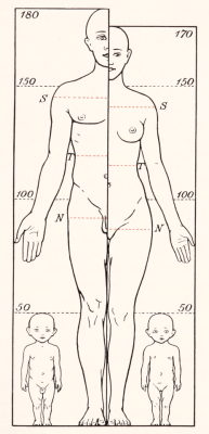 nemfrog:  The measurement of men, women and babies. Lebensalter