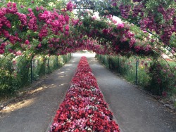 gnarlyufo:  we walked through the rose garden and the fragrance