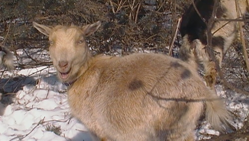 alora-sonntag:  I had this goat named Wendy and she was crazy. I can never tell if she was not photogenic or if she was just so photogenic that’s what it came out looking like. 