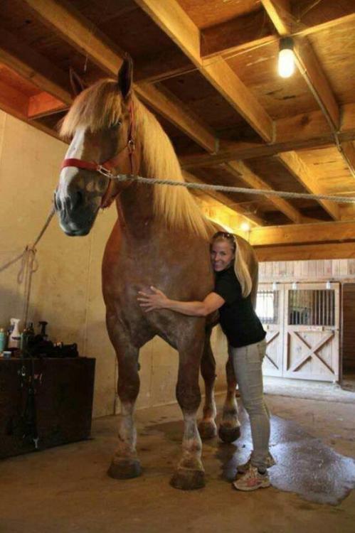 shellii-c:  sixpenceee:   Big Jake, the world’s tallest horse