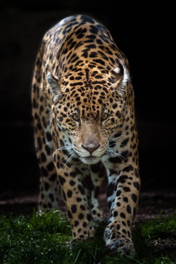 Bendhur    llbwwb:  (via 500px / Stalking Jaguar by Justin Lo)