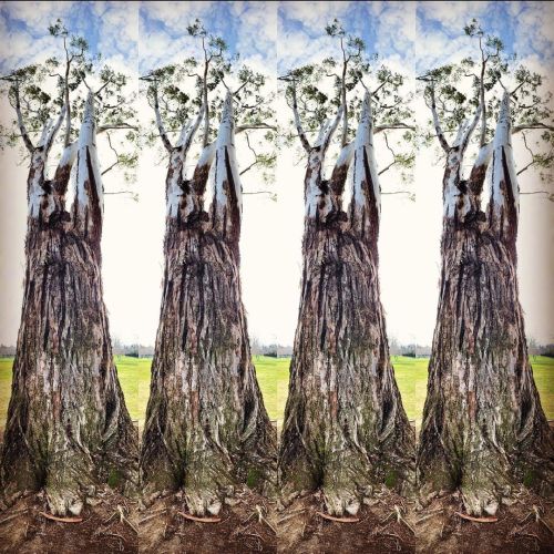 The Four Towers #treeart #eucalyptus #moemeatproductions  https://www.instagram.com/p/CKxvHutLAjF/?igshid=t3o4bcawj3vu