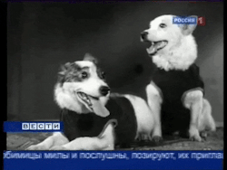 heresiae: infiniteinterior: Soviet space dogs Belka and Strelka