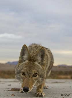 yipyapyote:  Coyote pack by Steve Fanell Raw Photography on Flickr.