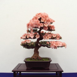 kuro-png:   さつき盆栽花季展 / Satsuki azalea bonsai