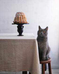 catsuggest:  higuccini:Biscuit de savoie  chompable ???