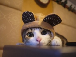 cuteanimalspics:  Cutest cat in the world