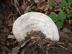 a collection of recent fungal finds. i can’t wait for autumn