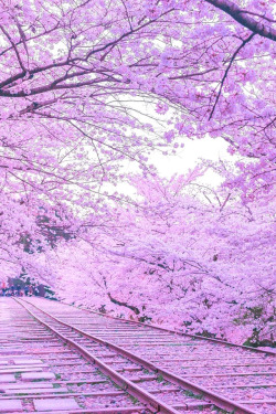 lsleofskye:   cherryblossom tunnel🌸  | puraten10Location: