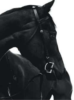 bettinasz:  sisioner:  miss dressage  i miss horses 