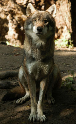 wolveswolves:  European wolf (Canis lupus lupus) by wolveswolves