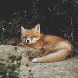 everythingfox:Omg, what’s cuter than this