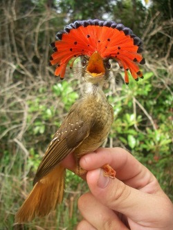 Avian aristocracy (Pacific Royal Flycatcher, a threatened species