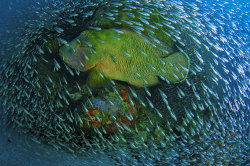 A Napoleon wrasse swims through a school of fish at Flynn Reef,
