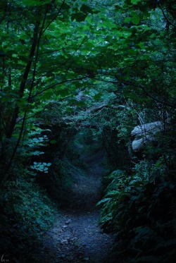 buron:  The Path back to the Grove ii (6)    ©buron - September