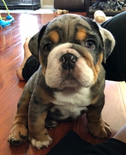 ilove-englishbulldogs:  Tbh all I need in life is this puppy