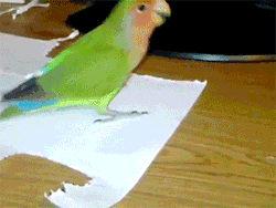 sizvideos:  Bird Cuts Pieces of Paper to Make Her Tail Longer