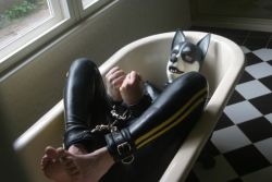 Bound Wolf in ankle and wrist restraints.