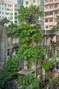 softwaring:  Focusing solely on the phenomena of trees sprouting