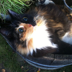 awesome-picz:    This Blind Kitty Found On The Street Has Eyes