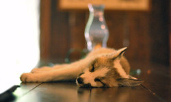 scottishwinds:  livingwithfoxesblog:  The poor kit was so tired