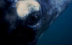 thelovelyseas:  Southern Right Whale Calf by Chris Johnson 